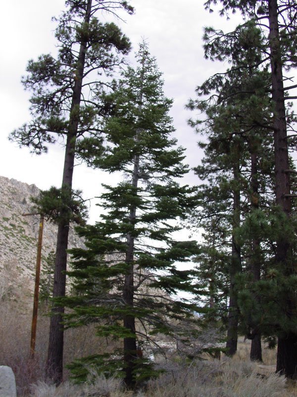 Abies concolor