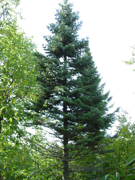 Abies lasiocarpa