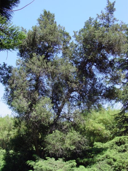 Juniperus chinensis 'Mas'