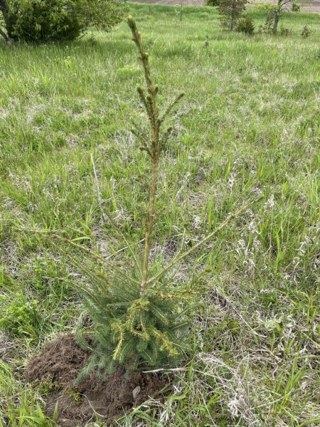 Picea rubens