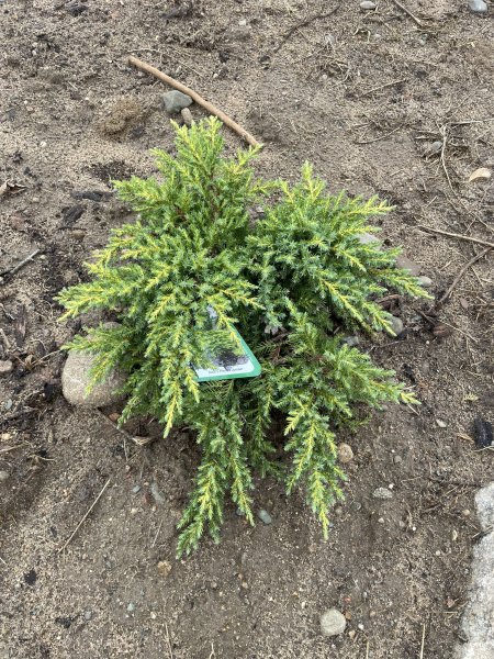 Juniperus chinensis 'Daub's Frosted'