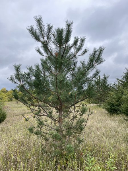 Pinus nigra