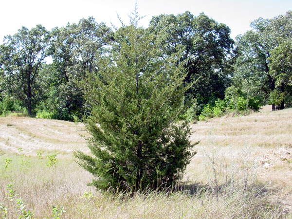 Juniperus virginiana