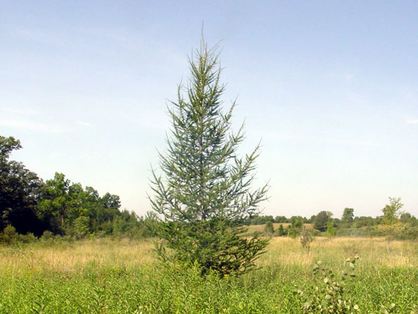 Larix laricina