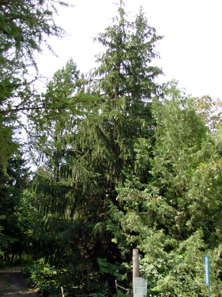 Picea abies