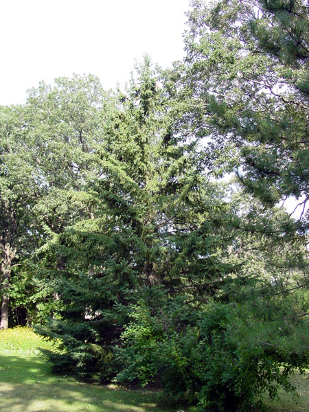 Picea glauca