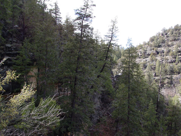 Pseudotsuga menziesii