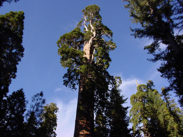 Sequoiadendron giganteum