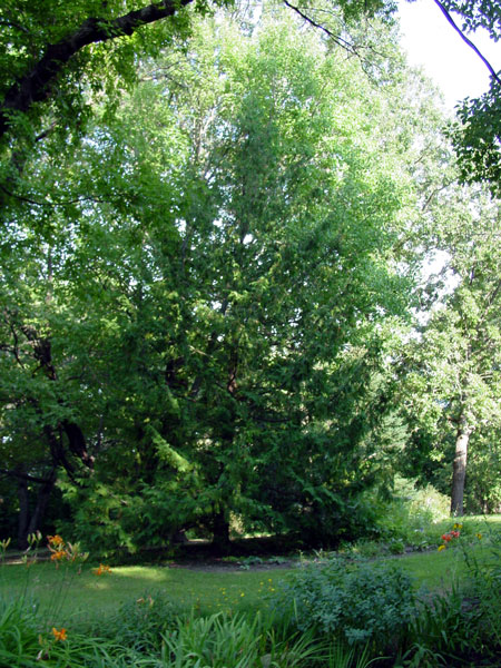 Thuja occidentalis